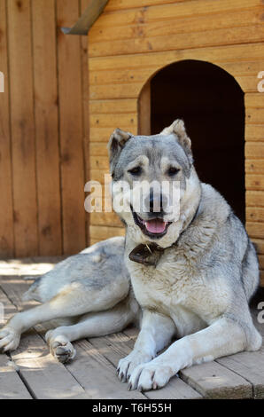 Big Dog dell Asia centrale il cane pastore che giace vicino alla sua casa Foto Stock