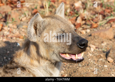 Un primo piano ritratto di una donna Spotted Hyena nel sud della savana africana Foto Stock