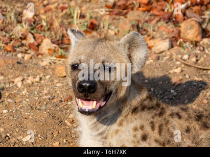 Un primo piano ritratto di una donna Spotted Hyena nel sud della savana africana Foto Stock