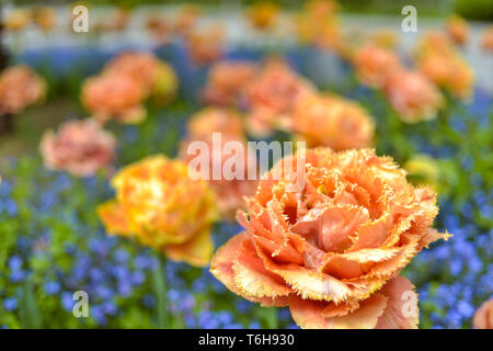 Giallo tulipani pappagallo con dimenticare-me-non - piante erbacee in un parco Foto Stock