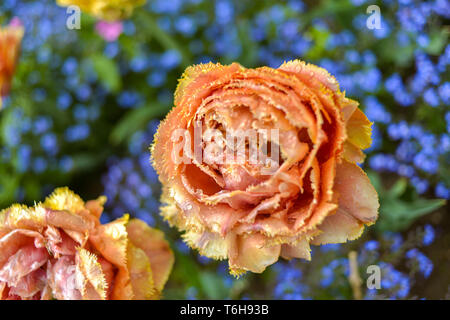 Giallo tulipani pappagallo con dimenticare-me-non - piante erbacee in un parco Foto Stock