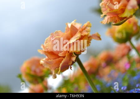 Giallo tulipani pappagallo con dimenticare-me-non - piante erbacee in un parco Foto Stock