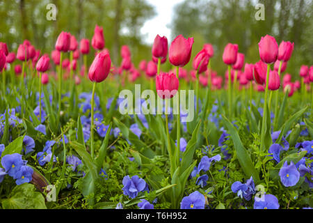 Giallo tulipani pappagallo con dimenticare-me-non - piante erbacee in un parco Foto Stock