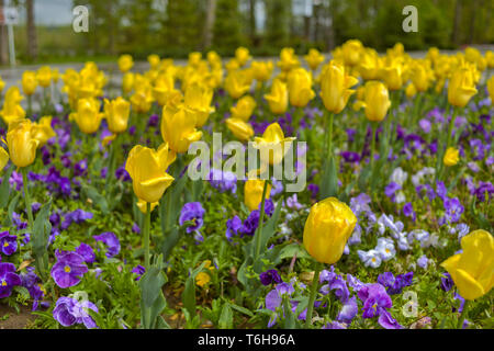 Giallo tulipani pappagallo con dimenticare-me-non - piante erbacee in un parco Foto Stock