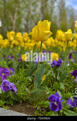 Giallo tulipani pappagallo con dimenticare-me-non - piante erbacee in un parco Foto Stock