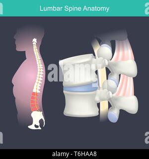 La colonna lombare si riferisce alla parte inferiore della schiena, dove le curve della colonna vertebrale verso l'addome nell'uomo. Illustrazione Vettoriale