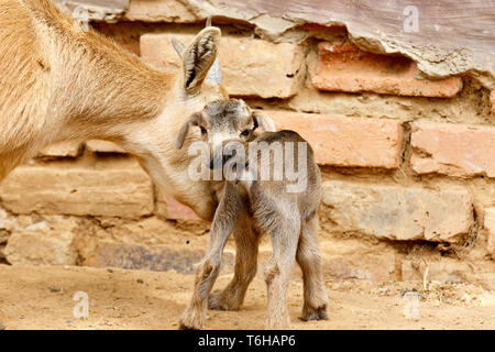 Dwarf Capra in piedi con la sua mamma Foto Stock