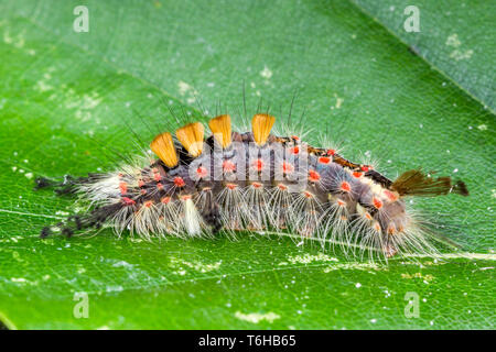 Rusty tussock moth - Orgyia antiqua Foto Stock