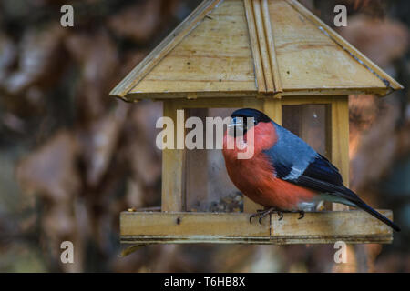 Bullfinch comune - Pyrrhula pyrrhula Foto Stock