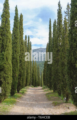 Percorso a piedi in estetica Kesariani foresta sul monte Hymettus (Ymittos) Foto Stock