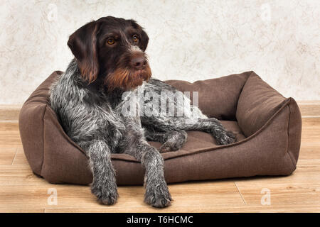 Tedesco puntatore wirehaired giacente in un letto di cane sul pavimento Foto Stock