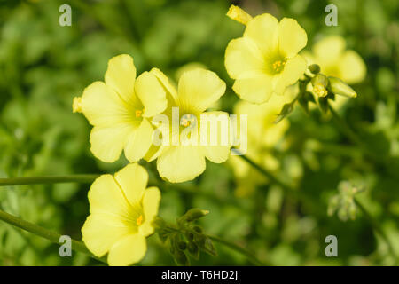 Oxalis pes-caprae (Bermuda buttercup, legno africano-sorrel) fiori dettaglio Foto Stock