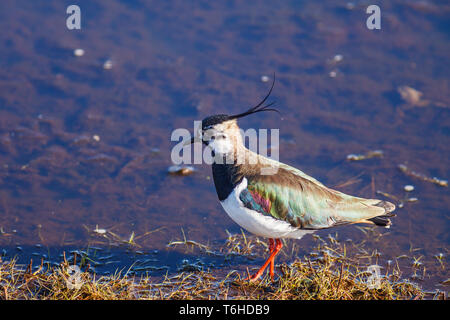 Pavoncella a piedi dal bordo dell'acqua in primavera Foto Stock