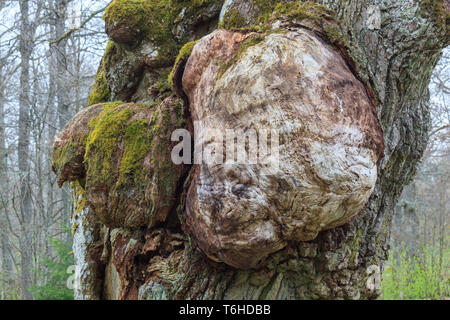 Burl di una vecchia quercia Foto Stock