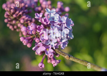 Syringa vulgaris (comune di lilla) ramo, all'inizio della primavera, la profondità di campo Foto Stock