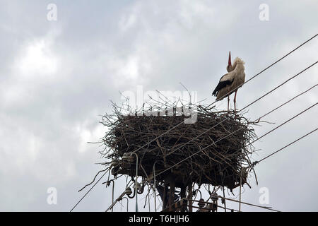 Cicogna madre protegge il suo nido fatto sul polo elettrico nel villaggio Melenci IN VOJVODINA (Serbia) Foto Stock