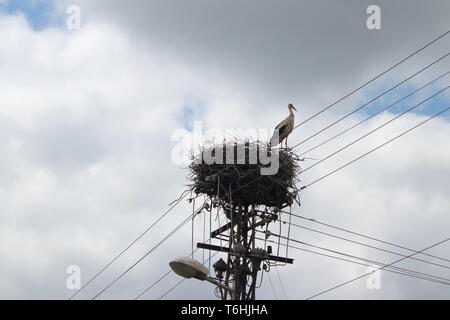 Cicogna madre protegge il suo nido fatto sul polo elettrico nel villaggio Melenci IN VOJVODINA (Serbia) Foto Stock