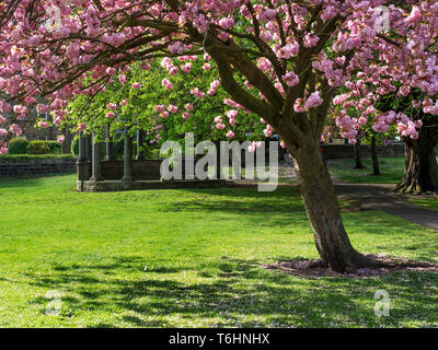 Fiore di Ciliegio alla Tewit tempio a pozzo in primavera su di dispersione a Harrogate North Yorkshire, Inghilterra Foto Stock