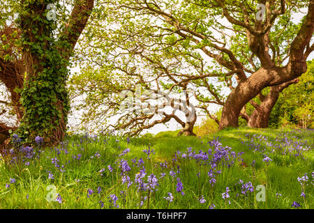 Paesaggio di colore fotografia di tappeto di bluebells spagnolo in fiore sotto alberi spazzate dal vento in background, preso in Poole, Dorset, Inghilterra. Foto Stock