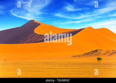 Piccolo albero nel deserto enorme Foto Stock