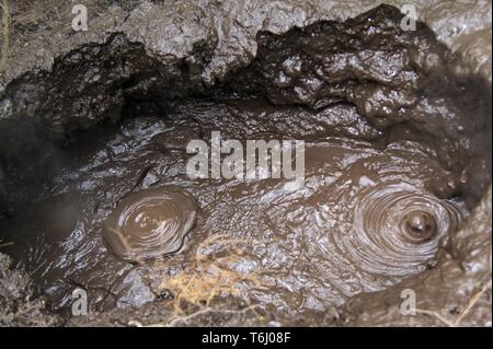 Orakei Korako nascosta area geotermica - Nuova Zelanda: chiudere fino a temperatura di ebollizione termali calde pozze di fango pot Foto Stock