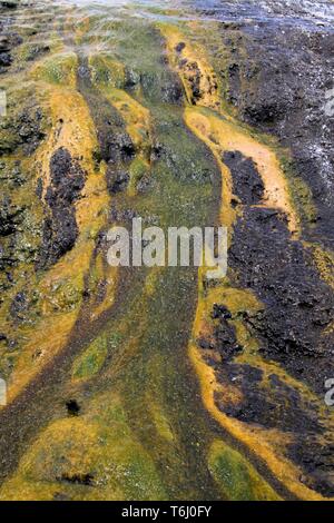 Orakei Korako nascosta Valle geotermica - terrazza di smeraldo, Nuova Zelanda: Close up di colorati rainbow sinterizzare terrazza coperta con il verde e il giallo micro Foto Stock