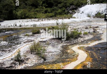 Orakei Korako nascosta Valle geotermica - terrazza Smeraldo: Close up di colorati rainbow sinterizzare terrazza coperta con giallo e bianco stuoini microbici Foto Stock