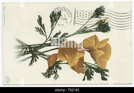 Detroit Publishing Company cartolina vintage riproduzione della California fiori di papavero, 1914. Dalla Biblioteca Pubblica di New York. () Foto Stock