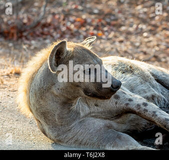 Una femmina Spotted Hyena nel Sud Africa Foto Stock