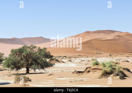 Dune con alberi di acacia nel deserto del Namib Foto Stock