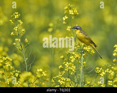 Wagtail giallo [Motacilla flava] Foto Stock