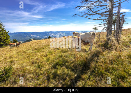 Cow paddock e panorama sulla cima della collina di Monte Belchen, riserva naturale dell'Alta Foresta Nera, Germania Foto Stock