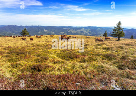 Mucche al pascolo sulla cima della collina di Monte Belchen, Alta Foresta Nera, Germania, distretto di Lörrach, regione Breisgau-Hochschwarzwald, riserva naturale Foto Stock