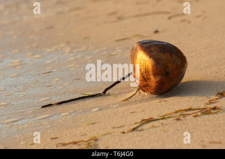 Moody luce della sera illumina una grande cocco su una spiaggia tropicale - Location: Seychelles Foto Stock