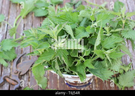 Urtica dioica. Appena raccolto sensazioni puntorie ortiche nel colapasta per rendere in liquido fertilizzante vegetale Foto Stock