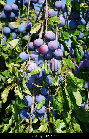 Unione prugna, comune prugna, Prunus domestica subsp. domestica Foto Stock