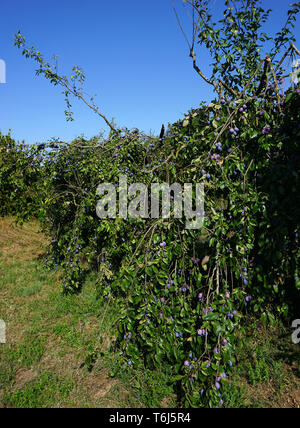 Unione prugna, comune prugna, Prunus domestica subsp. domestica Foto Stock