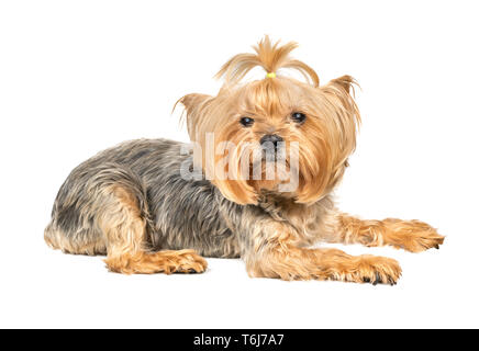 Cane mini Yorkshire Terrier giace su un fondo bianco Foto Stock
