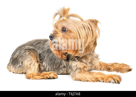 Cane mini Yorkshire Terrier giace su un fondo bianco Foto Stock