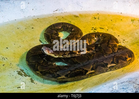 Pitone reticolato che stabilisce nell'acqua, il ritratto di un grande serpente rettile dall Asia Foto Stock
