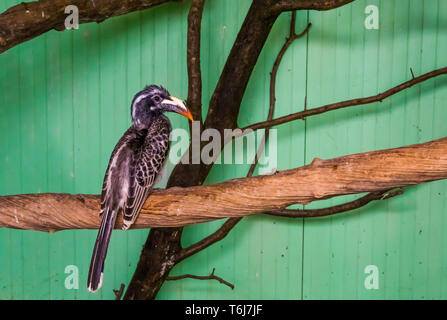 Ritratto di una donna africana Gray hornbill seduto su un ramo di albero, uccello tropicale dall'africa Foto Stock