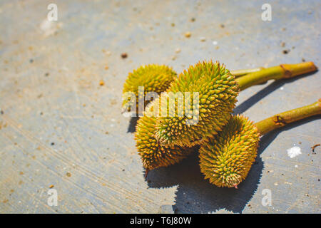 Mini fresca Durian sulla massa.re della frutta.frutta fresca tropicale summerThailand Foto Stock