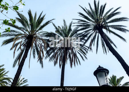 Alberi a Villa Bonanno, Palermo, Sicilia, Italia Foto Stock