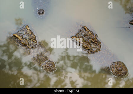 Primo piano della testa il grande coccodrillo di acqua dolce, Crocodylidae, Crocodylus siamensis dorme in acqua nel mezzo della foresta. Foto Stock