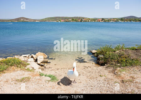 Bilice, Sibenik-Knin, Croazia, Europa - un cigno agendo come un gate keeper Foto Stock