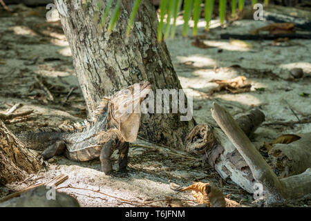 Ctenosaur Nero nel Parco Nazionale di Manuel Antonio, Costa Rica Foto Stock