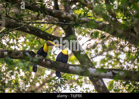 Una coppia di castagni-mandibled tucani in una struttura ad albero nella motivazione di un resort in Dominical, Costa Rica Foto Stock