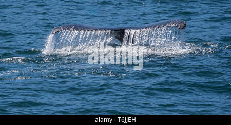 Humpback Whale (Megaptera novaeangliae) mostra la coda passera nera come le immersioni al largo della costa della Baja California, Messico. Foto Stock