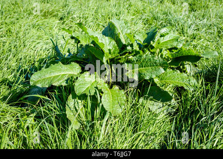 Ampia lasciava dock (Rumex obtusifolius), noto anche come bitter dock, burro e dock dock bluntleaf, England, Regno Unito Foto Stock