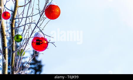 Coperta di neve in rosso e in verde le decorazioni di Natale appesi sui rami di alberi di un albero in una neve profonda pack a picchi di sole villaggio di sci in BC, Canada Foto Stock